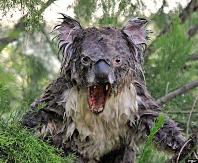 [Image: wet-koala.jpg]
